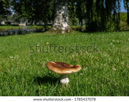A close up photograph of a mushroom in a park. It is a sunny day and a birch tree aligned in the background. The photograph is shot with a medium format camera.