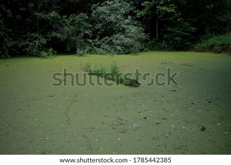 outback nature pond with overgrown logs