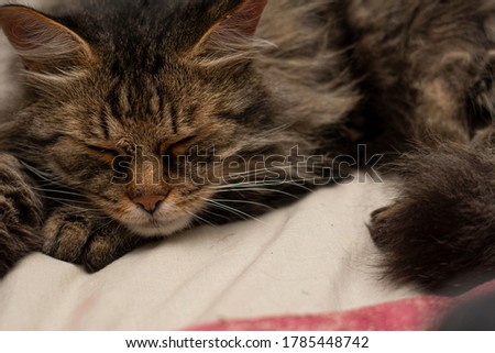 Siberian furry cat. Multi-colored striped color of gray, brown, orange. The cat is lying on the bed.