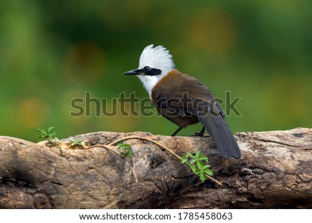 A beautiful himalayan bird White crested laughingthrush perched