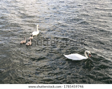 A swan family swimming in waters near royal docks east London