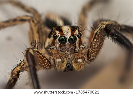 The jumping spider is a type of spider that gets its common name from its jumping ability, which it uses to catch prey.Jumping spiders are harmless, beneficial creatures. Royalty-Free Stock Photo #1785470021
