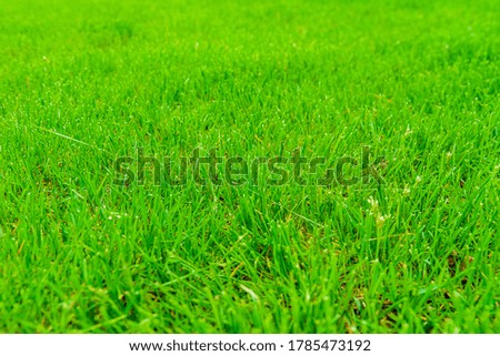 Background of green grass. Eco concept. Selective focus