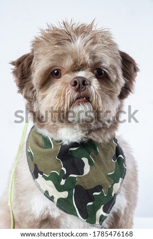 Dog angry hungry Pet cute Puppy Handsome doubt choice Cookie Shih Tzu Animal Fashion Studio photo with charming army tie