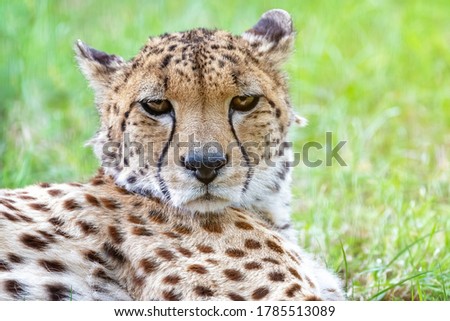 Closeup of the face of an adult cheetah, Acinonyx jubatus, laying in the cool grass.