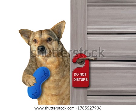 The beige dog with a blue sleep mask closes the door of his hotel room.  A red sign with text do not disturb is hanging on a doorknob. White background. Isolated.
