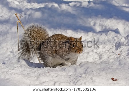 Cute squirrel portrait in the snow on a sunny winter day.