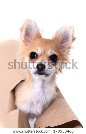 chihuahua and paper hole
