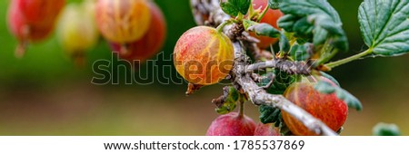 Ripe berries  ready to harvest. Gooseberries on branch, banner. Red berry with green leaves in garden, close up