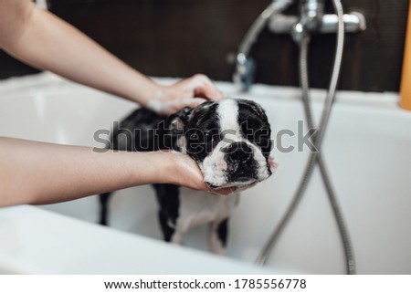 Boston terrier at grooming salon having bath. 