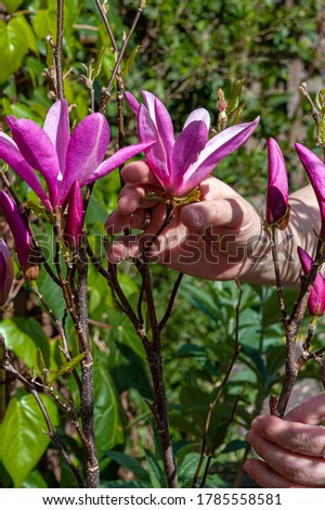 Woman hands gentle touching flowers of Black Lily Magnolia. Magnolia Liliiflora.