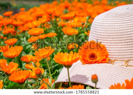 blooming calendula and hat in Summertime. Colorful Wide Horizont
