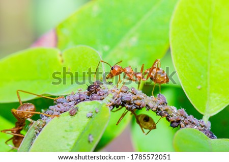 Group of Thai ants, Thailand.
