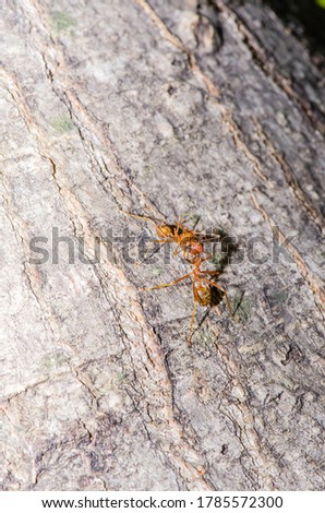 Action of Thai Ant, Thailand.