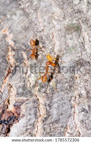 Group of Thai ants, Thailand.