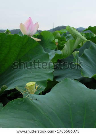 Lotus and water lily images of siheung city in south korea on a rainy day