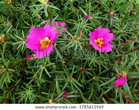Haruphoto/Republic of Korea-July 2, 2020 : Picture taken at a flower bed around a downtown road. Purple rose moss are blooming on the flower bed.