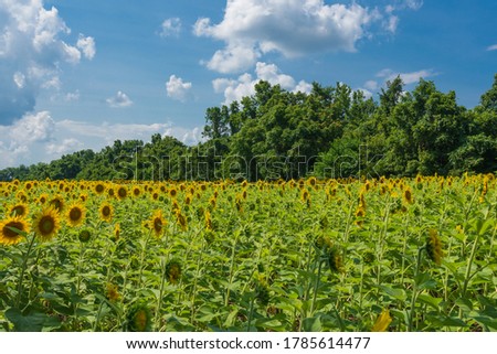 A field of sunflowers under a blue sky with puffy clouds. National flower of Ukraine. Flowers turned toward the sun.