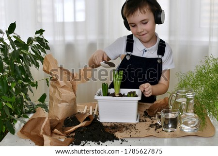 A boy in audio headphones listens to music and does gardening. the kid imagines, dances and transfers the soil from the package to a container with bulbs of hyacinth flowers.