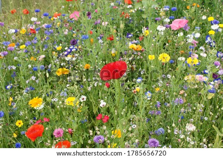 beautiful colorful wild flowers on a meadow Royalty-Free Stock Photo #1785656720