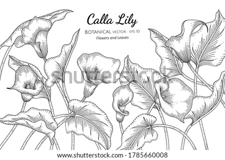 Calla Lily flower and leaf hand drawn botanical illustration with line art on white backgrounds.  
