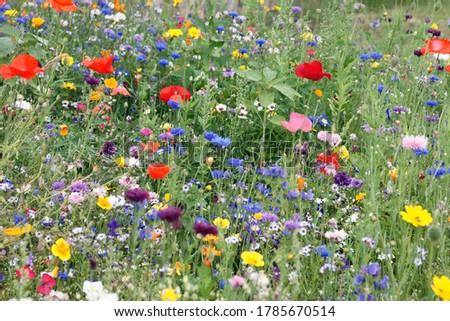 beautiful wild flower meadow very colorful Royalty-Free Stock Photo #1785670514