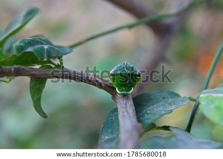Beautiful caterpillar on tree branch