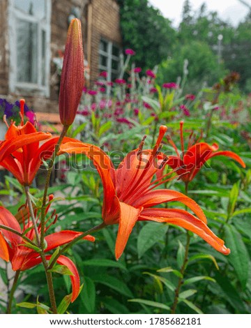A large red lily flower is in the garden near the house. Landscaping