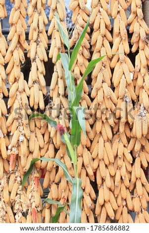 When corn is peeled, it is a food crop.