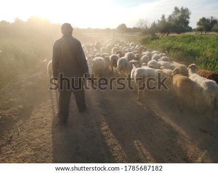 rural shepherd drives sheep, goats and rams to pasture. Sunrise. Backlighting in dust and fog