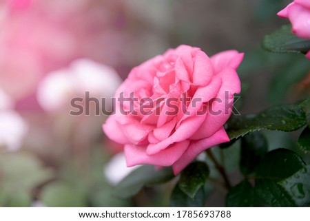 Blooming pink rose flower in summer garden. Close up of fresh rose with rain droplets on leaves and sunlight