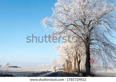 Avenue in winter with icy trees Isla rugia