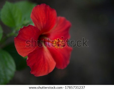 Red hibiscus flowers bloom beautifully in the summer.
