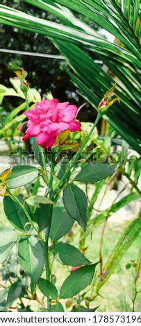 Indian desi rose symbol of love