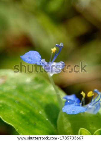 Macro photo of commelina diffusa (climbing dayflower or spreading dayflower) with a natural background.