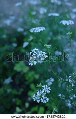 Nature of flowers as background, geen and peaceful plant.