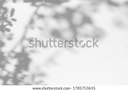 Gray shadow of tree leaves and branches on a white wall. Abstract neutral nature concept blurred background. Space for text. Shadow for natural light effects. Royalty-Free Stock Photo #1785753635