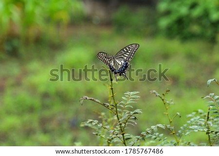 A lone swallowtail butterfly perched on a flower in a field
