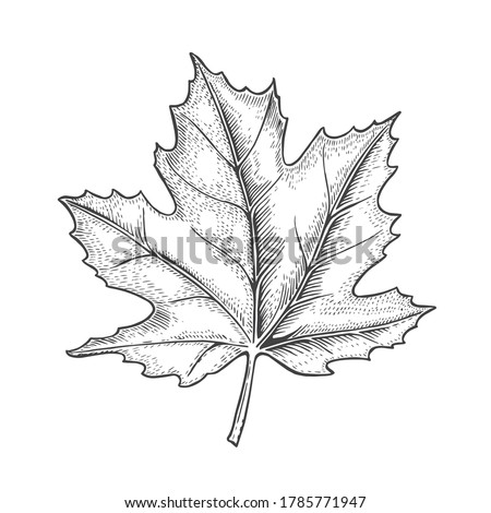 Graphic maple leave line art vector Royalty-Free Stock Photo #1785771947