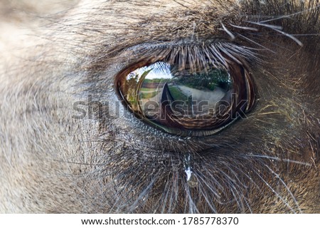 Macro photo of eye wild bactarian camel from side, Camelus ferus Royalty-Free Stock Photo #1785778370