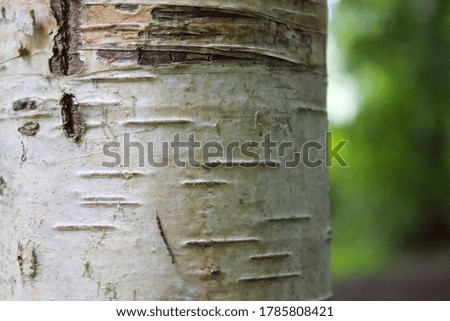 Part of tree trunk Calm colors Background