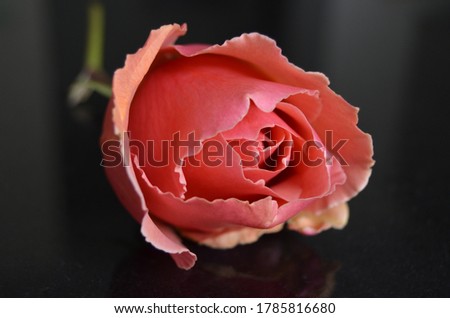 Solitary cut coral pink rose