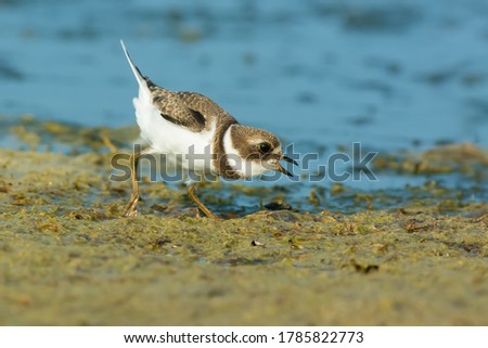A juvenile Semipalmated Plover is chirping while running on the beach. Presqu'ile Provincial Park, Brighton, Ontario, Canada. Royalty-Free Stock Photo #1785822773