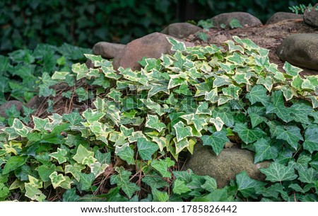 Close-up green ivy Hedera helix Goldchild carpet. Original texture of natural greenery. Background of elegant variegated leaves with English ivy on stone hill. Nature concept for design.   Royalty-Free Stock Photo #1785826442