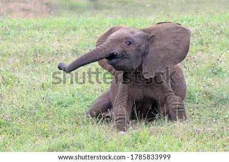 Cute and playful young elephant playing and running around in a grass field. Happy and cheerful baby african elephant (Loxodonta africana) having fun and smiling. 