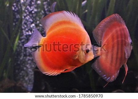 Red discus (pompadour fish) are swimming in fish tank Symphysodon aequifasciatus is American cichlids native to Amazon river, South America, popular as freshwater aquarium fish.