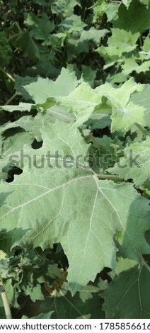 Beautiful maple green leaves image