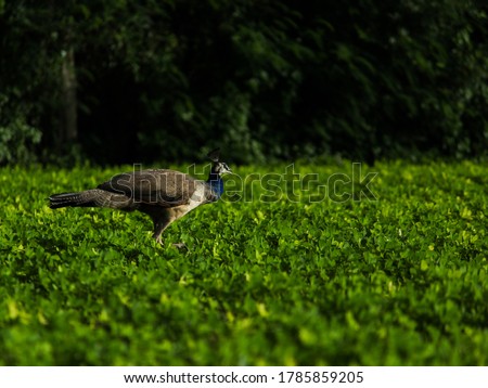 India, 1 July, 2020 : Peahen Bird Or Female Peacock Bird (Pavo Cristatus), Walking In Farm.