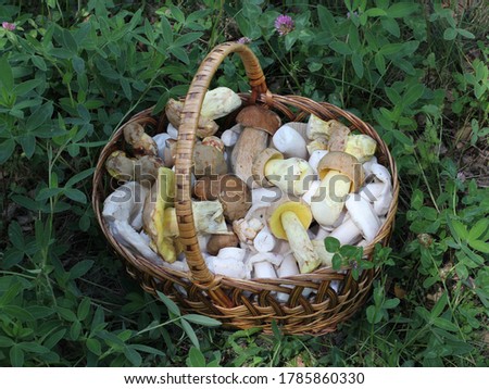 Picked edible fungi in wicker basket. Trophies of a mushroom hunt for vegan food