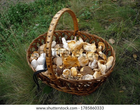 Picked edible fungi in wicker basket. Trophies of a mushroom hunt for vegan food